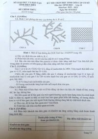Đề thi chọn HSG môn Sinh học lớp 10 tỉnh Điện Biên năm 2023
